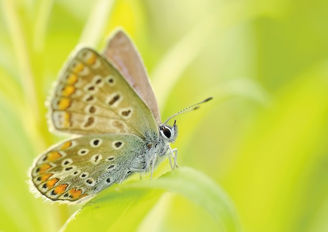 Metamorphose – oder die Geburt des Schmetterlings